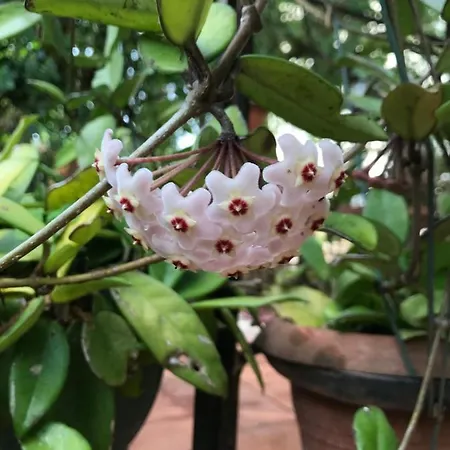 Bed and Breakfast La Casa Di Sergio 4*