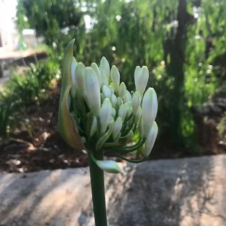 La Casa Di Sergio Bed and Breakfast 4*