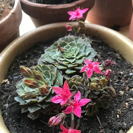 Bed and Breakfast La Casa Di Sergio Μπρίντιζι