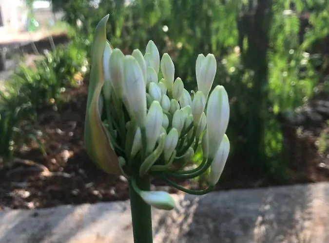 La Casa Di Sergio ベッド・アンド・ブレックファスト 4*